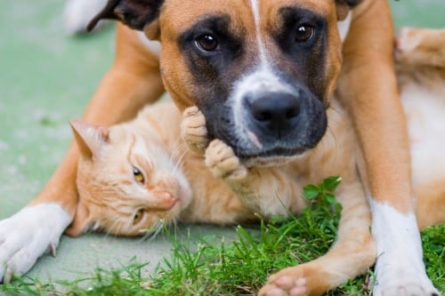 Res pet tracking shop system